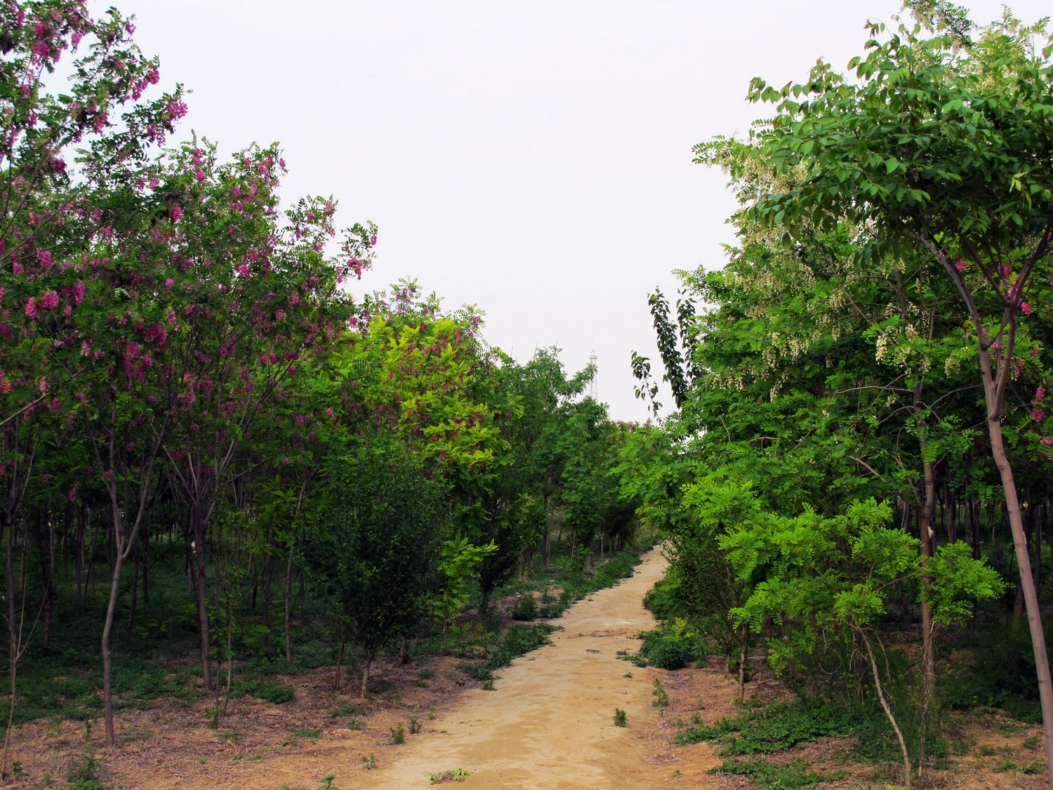 150602mypuxihi1nx2pa8n.jpg
